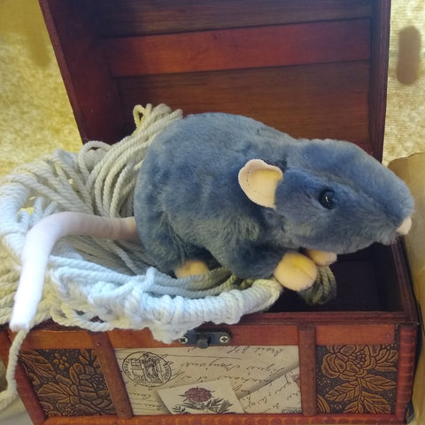 Grey Rattus Rattus