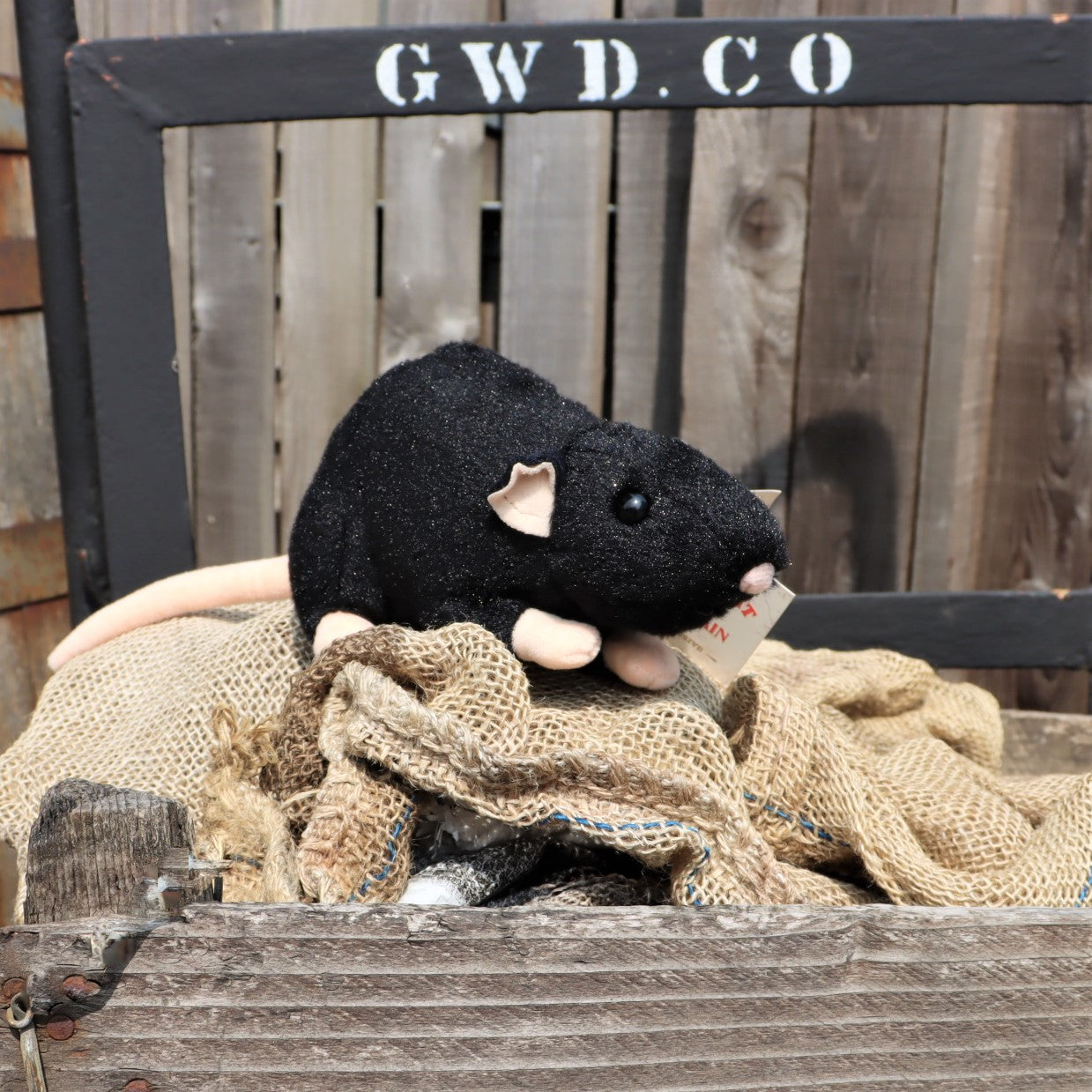 Rattus Rattus