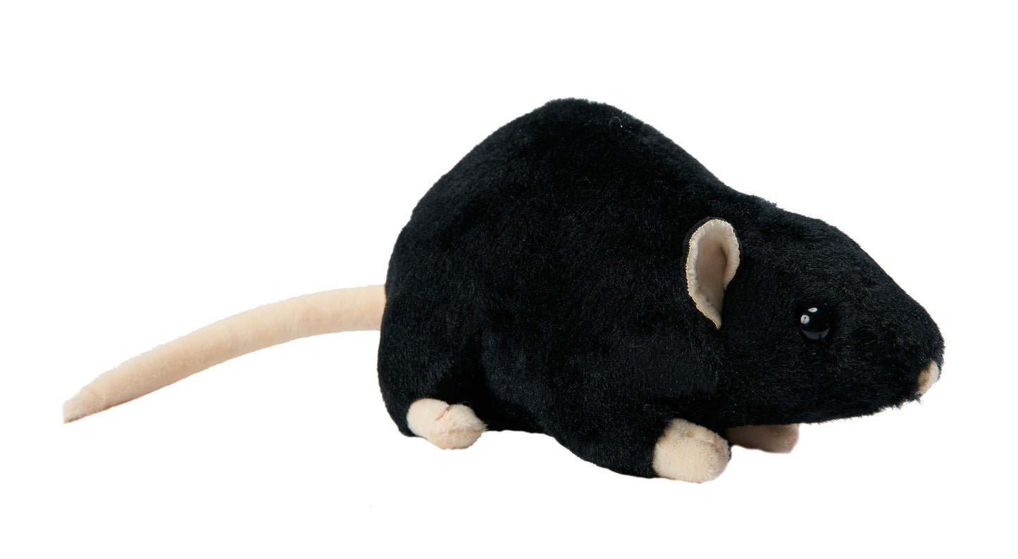 Rattus Rattus