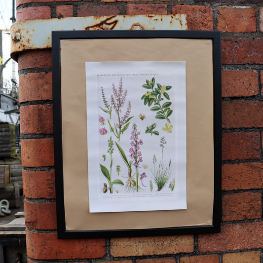 British Wild Flowers of the Mountains, Hills, And Dry Places