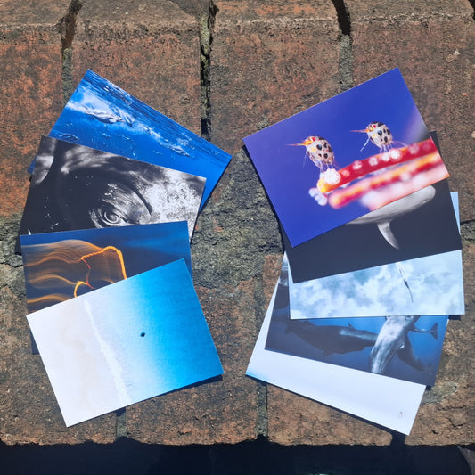 Ocean Photographer of the Year Postcard