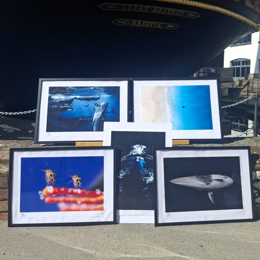 Ocean Photographer of the Year Poster