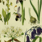 British Wild Flowers of the Woods & Copses