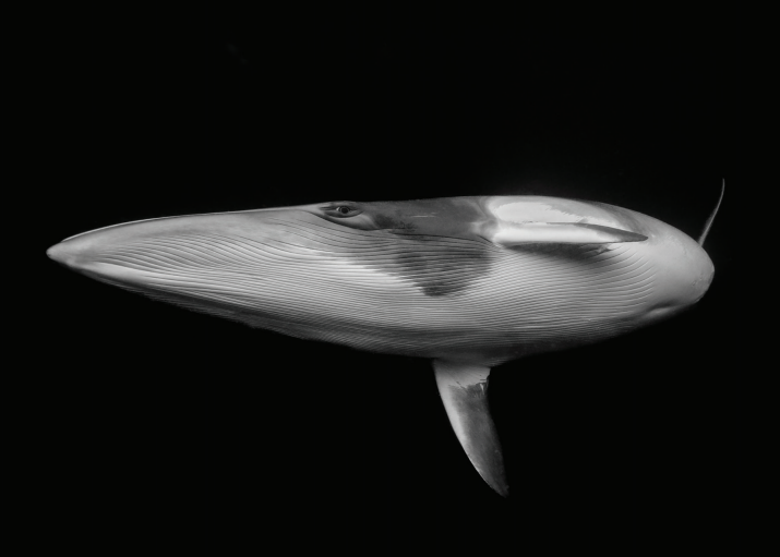 Ocean Photographer of the Year Poster