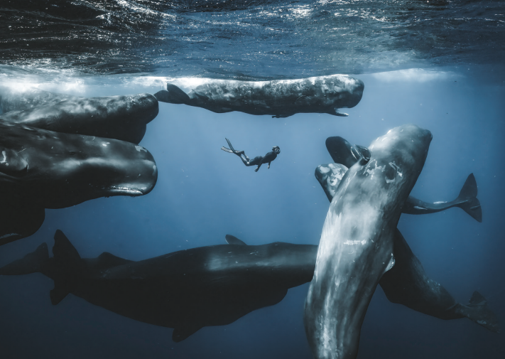 Ocean Photographer of the Year Poster