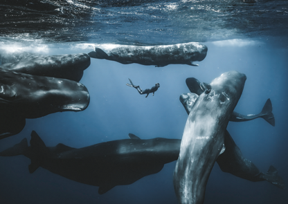 Ocean Photographer of the Year Poster