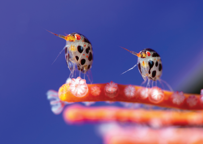 Ocean Photographer of the Year Poster