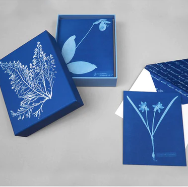 Sunprint Notecards: The Cyanotypes of Anna Atkins