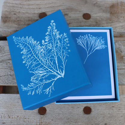 Sunprint Notecards: The Cyanotypes of Anna Atkins