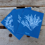 Sunprint Notecards: The Cyanotypes of Anna Atkins
