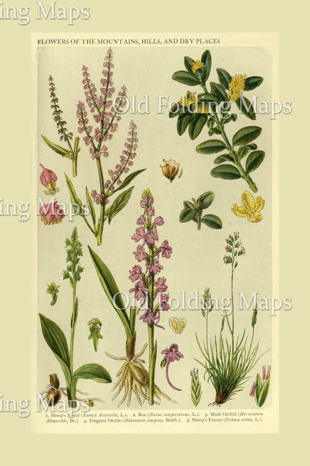 British Wild Flowers of the Mountains, Hills, And Dry Places